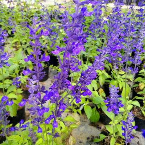 食用鼠尾草水果鼠尾草巴格旦蓝兰花鼠尾草粉萼鼠尾草盆栽苗芳香鼠尾草