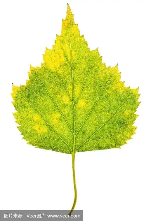 秋桦树叶