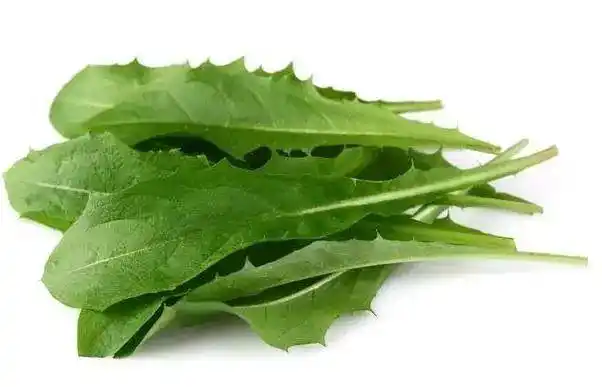 蓝菊叶有降血糖,降血脂和降尿酸的三降作用,是很适合糖尿病人泡水饮用