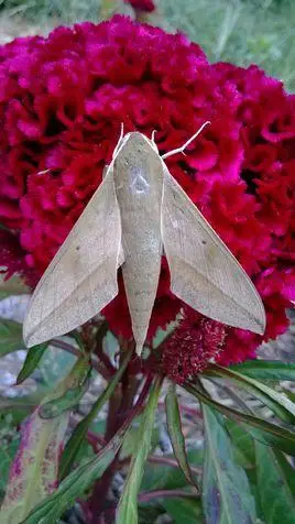 请问这是什么飞蛾