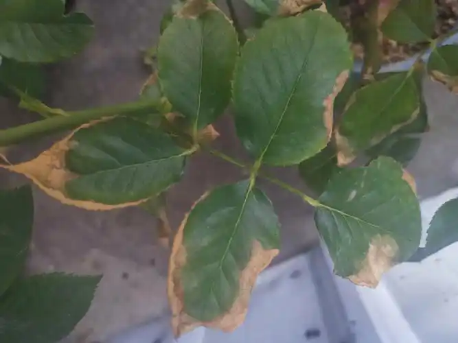 求助月季叶子是什么情况