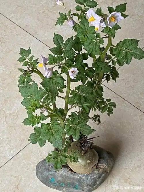 土豆发芽了怎么办