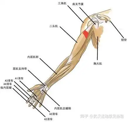 肱二头肌拉伤运动康复