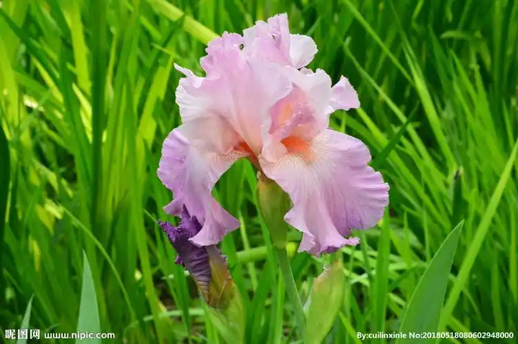 鸢尾花图片