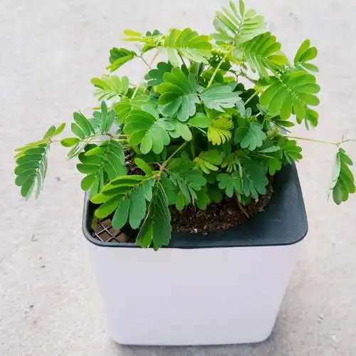 含羞草盆栽植物室内儿童趣味绿植小盆栽办公室害羞草种子苗土水培 嘉