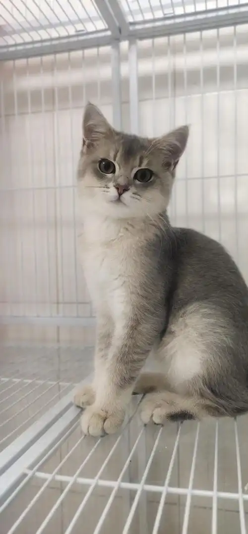 自家养的蓝金渐层的弟弟,个人拍照水平一般,实际猫猫更好看.