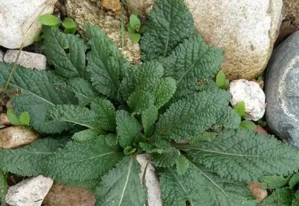 蛤蟆草还具有利水消肿的功效