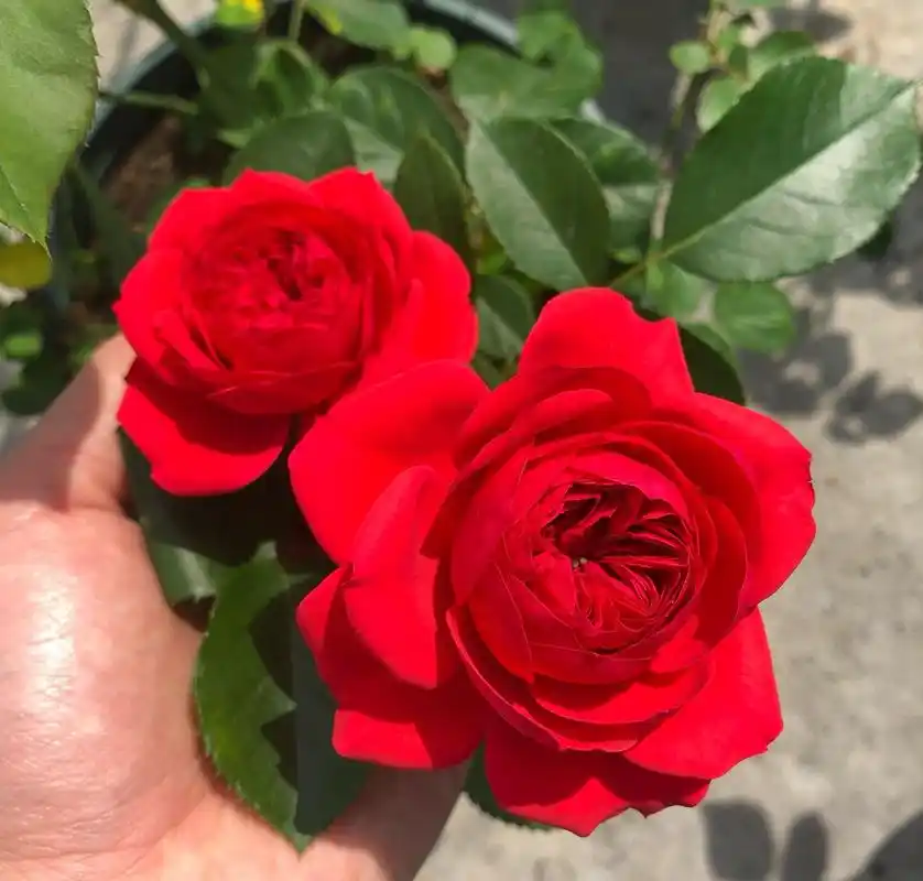 红苹果月季花介绍