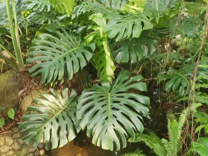 被子植物有哪些科(被子植物有哪些科名)-百科大全-皮村电商