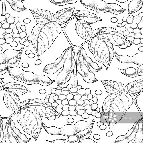 豆草本种子装饰草图乱画装饰物食品素食有机食品熟的植物展开全部关键