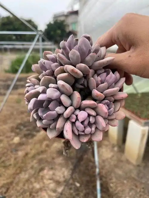 多肉植物爱神丘比特老桩群生办公室阳台美观花卉多肉植物