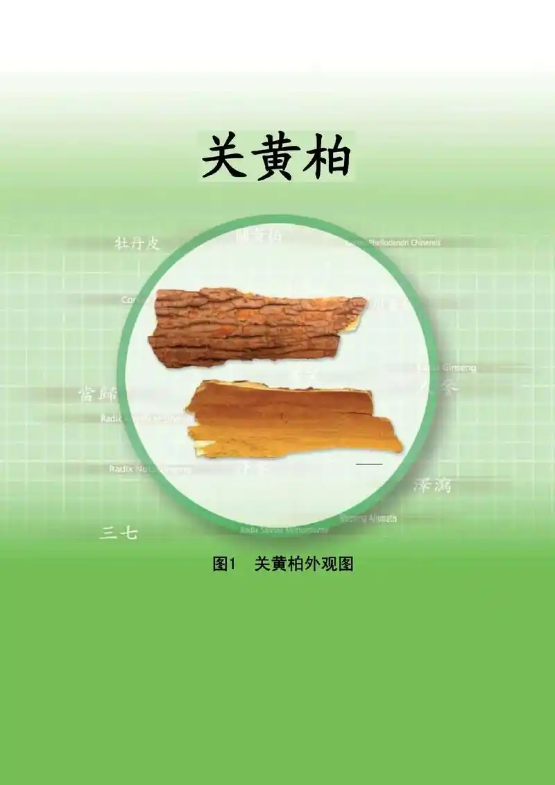 辨认药材粉末与横切面显微鉴别图谱——#关黄柏 #黄柏 #粉末 - 抖音