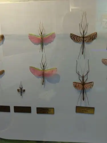 了解国门安全生物标本,动手制作生物标本