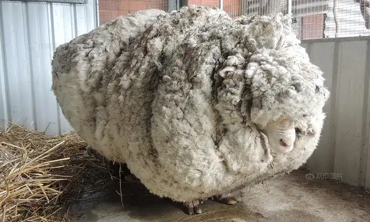 好可爱的绵羊和兔子 - 港铁人论坛_港铁人