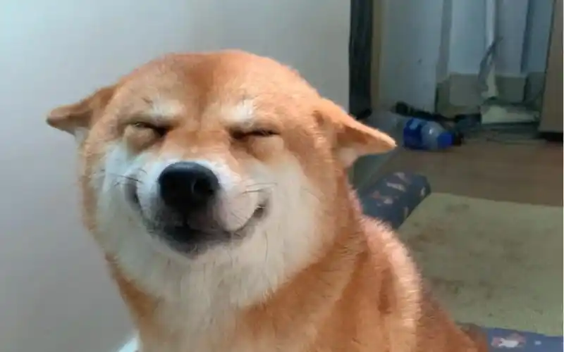 一个大狗头出现在我面前.笑眯眯的_哔哩哔哩_bilibili