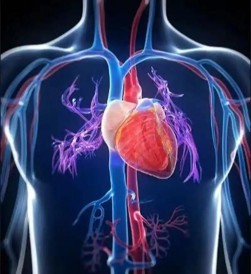 你知道你的心脏在什么位置吗?