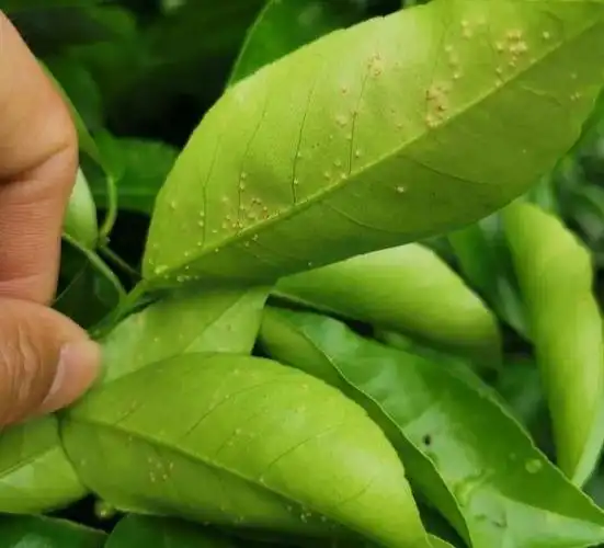 幼果期就想用矿物油 王铜?用这个浓度