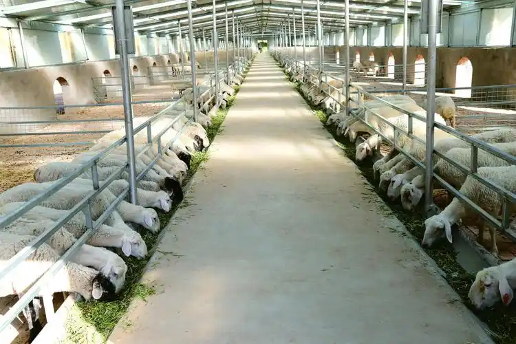 阳台村的舍饲养羊