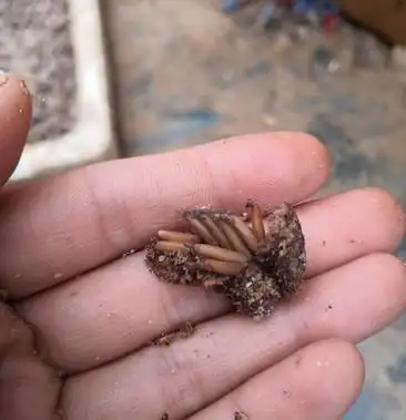 [蝗虫批发]优质蝗虫卵膨化蚂蚱卵价格85.00元/斤 - 一亩田