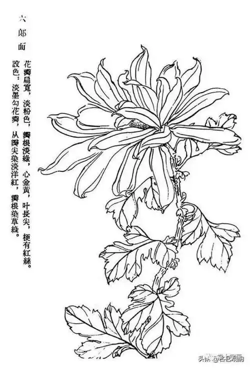 60种菊花工笔白描写生画法