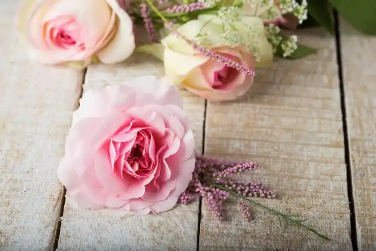 清新高雅背景图片