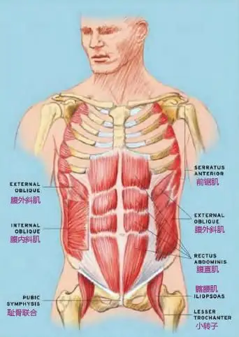 腹斜肌在哪里