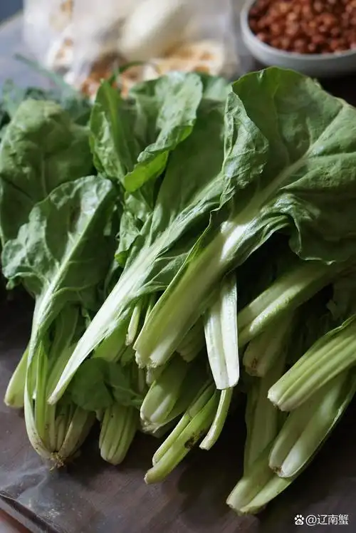 牛皮菜的6种吃法 牛皮菜,在我们当地也叫君达菜,春季应季蔬菜,三四