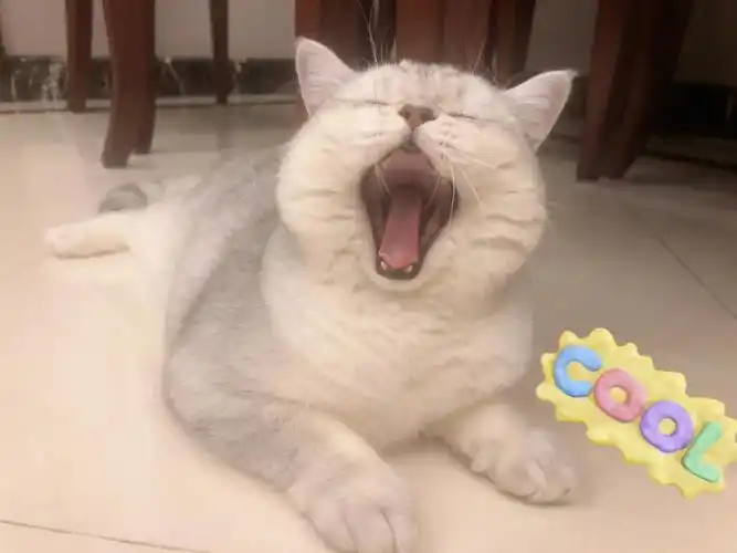 鱼圆小脑斧打瞌睡合集