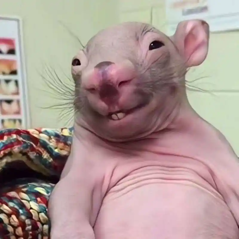 北方vs南方[大笑]耗子对比