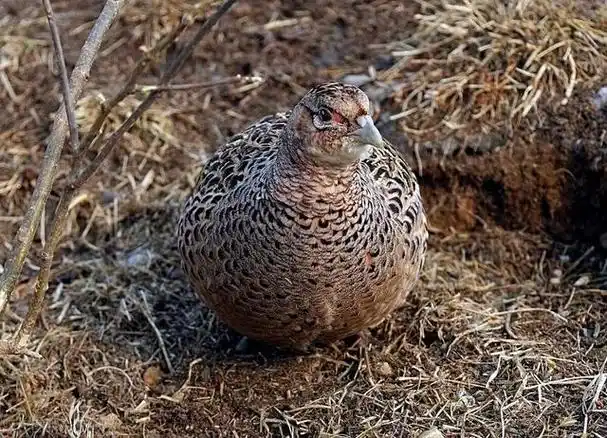 像是不少农村都发生过,农民们种的玉米,花生等农作物,都让野鸡偷吃了