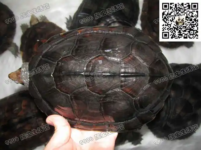 供应外池冷水南种石金钱龟种龟