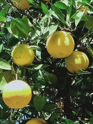 孩子们发现幼儿园小山坡的一棵柚子树上的柚子已经变得金黄金黄了