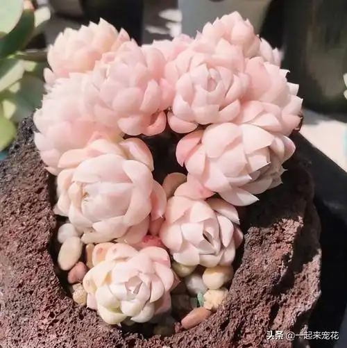 十大最漂亮的多肉植物(世界上最漂亮的多肉的品种)插图9