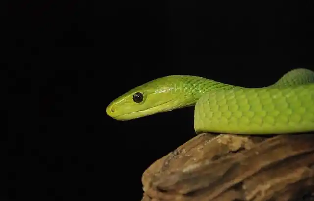 东部绿曼巴蛇,是一种剧毒蛇类,平均长度只有1.4米