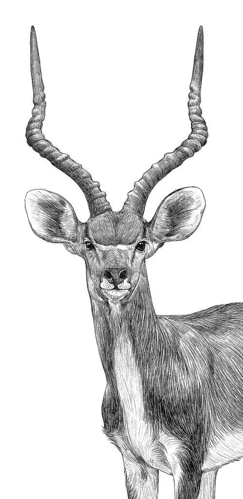 濒危动物之藏羚羊