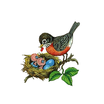 喂养嗷嗷待哺的小鸟