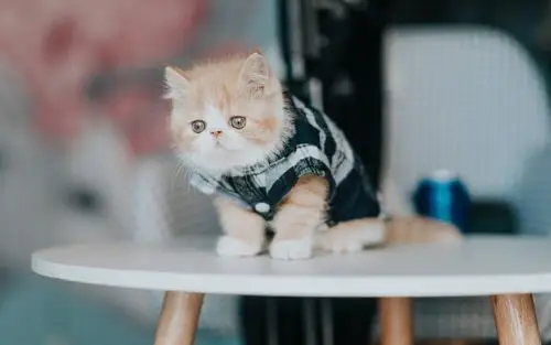 超可爱软萌的小猫咪电脑壁纸-动物壁纸-壁纸下载-美桌网