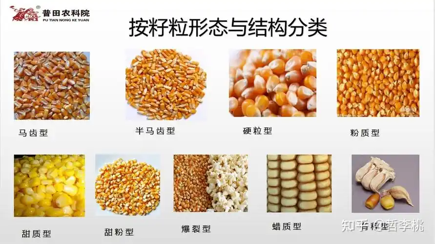 玉米小科普北方春玉米