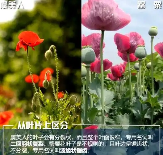 2,从植株高度上看罂粟花高度大约在30～150cm范围内,比虞美人略高