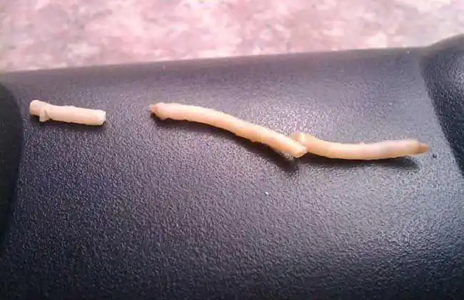 猪肉绦虫能在高温中被杀死吗?_网易订阅