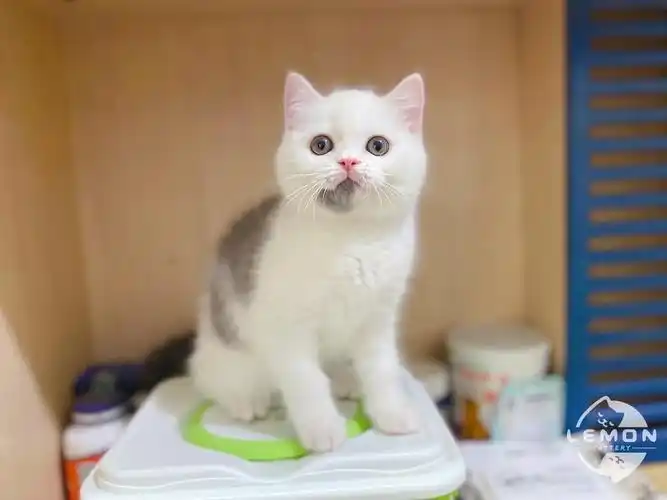 英短蓝白弟弟(梵白) 三花妹妹找新家 坐标广州