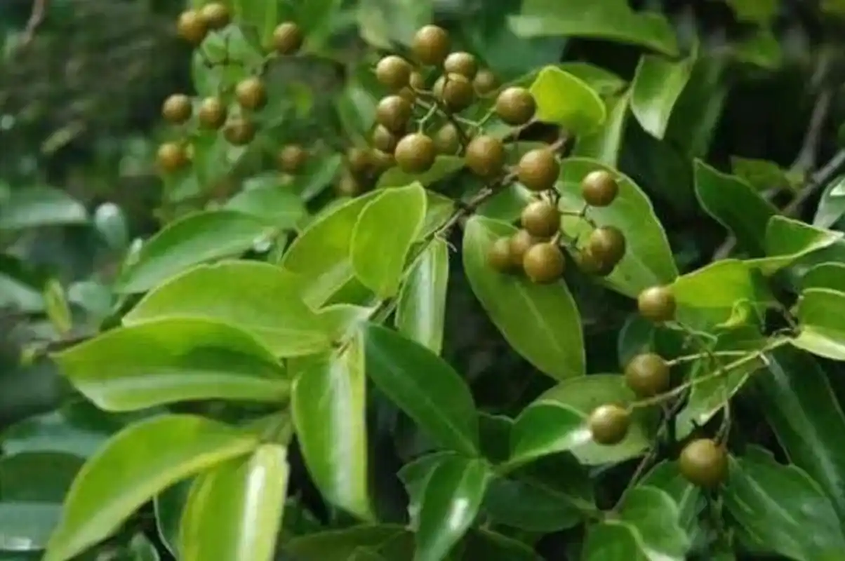 中药|马钱子:清肺利咽,止血 【中药名】马钱子 maqianzi 【别名】番木