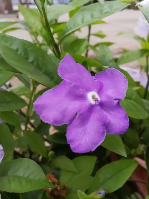 二色茉莉,最喜紫色,刚开的花.