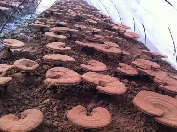 灵芝属高温形菌类,菌丝生长范围15-38°,适宜温度25-30°,菌丝体能