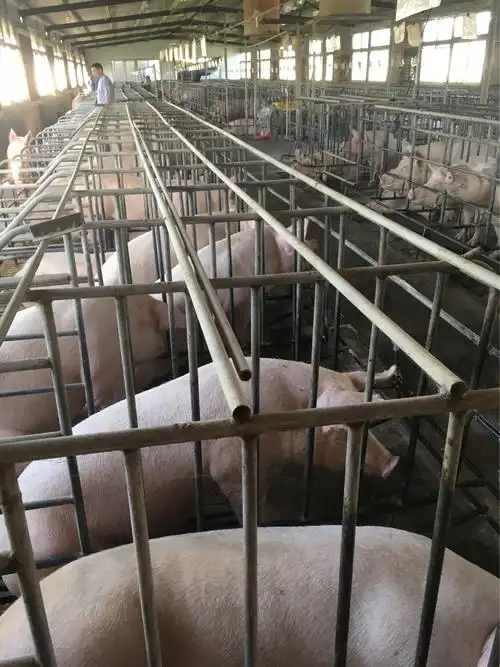 有排面的后备母猪舍
