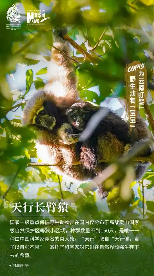 高萌云南野生动物宝宝集体亮相