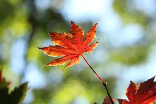 枫叶美景惹人醉