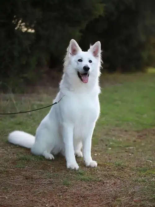 白色瑞士牧羊犬kanna回来寄养