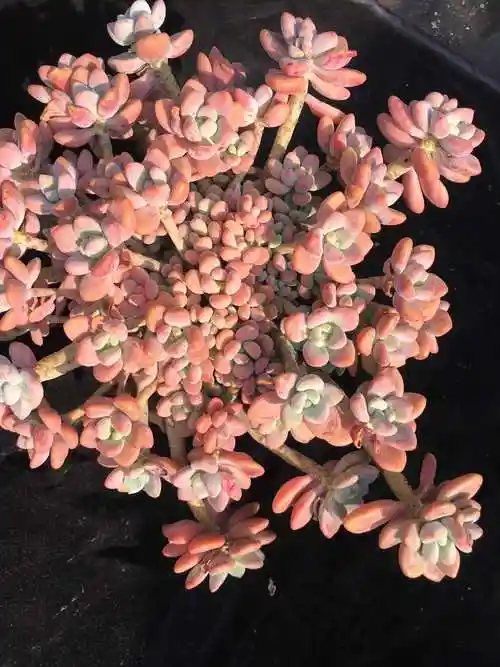 多肉植物洛神老桩