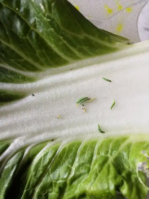 卓粤大白菜吊丝虫实验分享